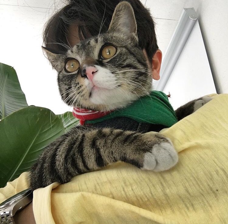 景青眉松